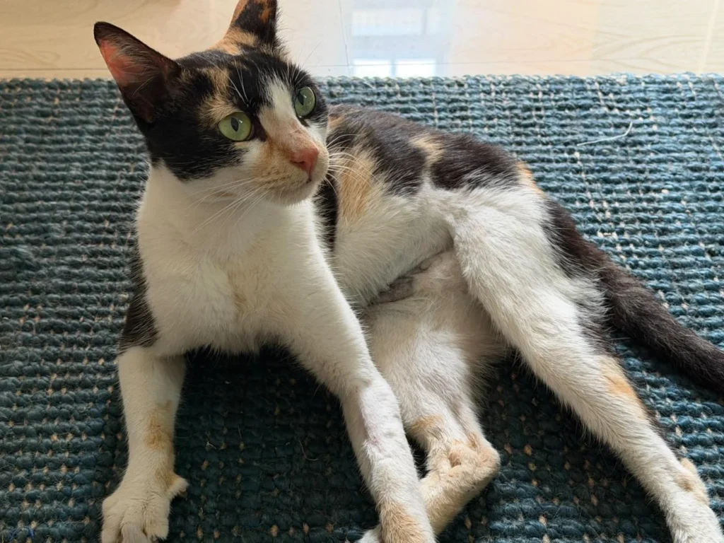 A tricolor calico cat with green eyes reclining alertly on a blue woven mat