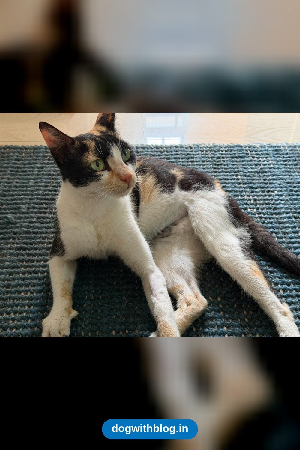 A Spayed, Affectionate Community Cat Wants a Home of Her Own — Bengaluru