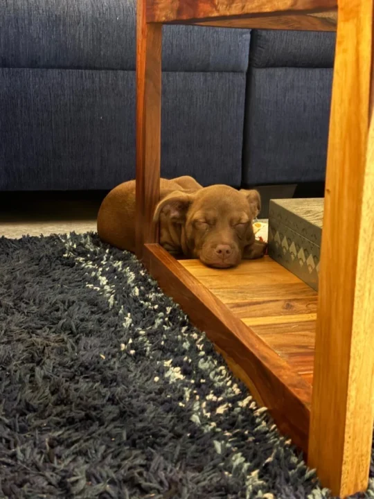 A Three-Month-Old Pitbull Puppy Needs an Experienced Home