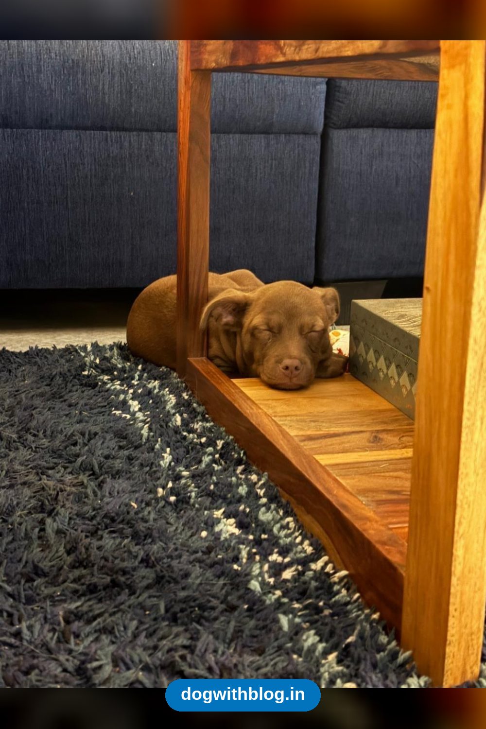 A Three-Month-Old Pitbull Puppy Needs an Experienced Home — Bengaluru