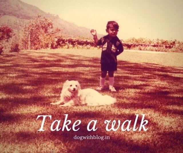 the life of a dog lover