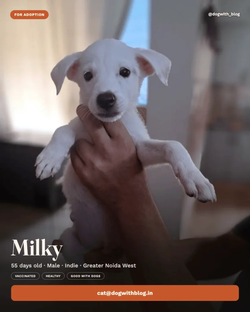 A small white indie puppy held up in someone’s hand, indoors