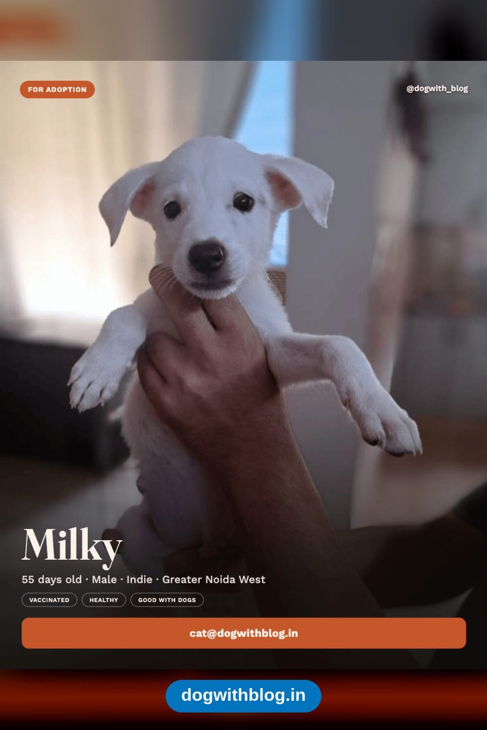 Milky, a 55-Day-Old Indie Puppy, Needs a Home in Greater Noida West — Delhi NCR