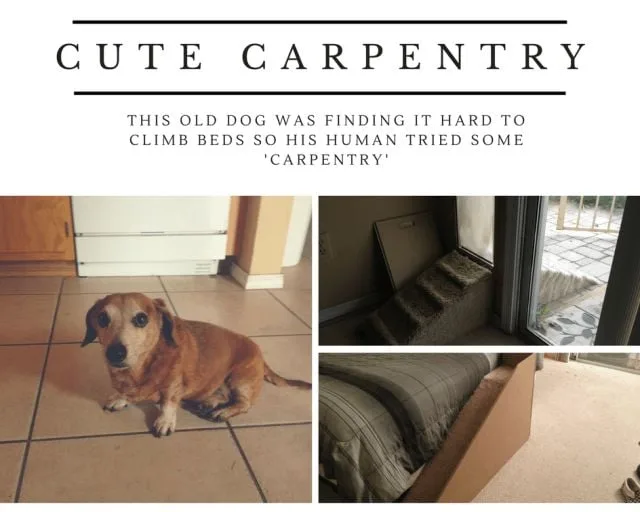 Dog Lovers who did awesome Things for their Dogs