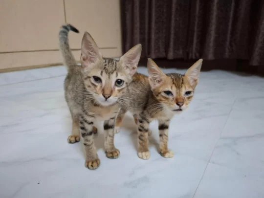 Two Playful Two-Month-Old Kittens Would Love to Be Adopted Together, adoptable cat in Chennai