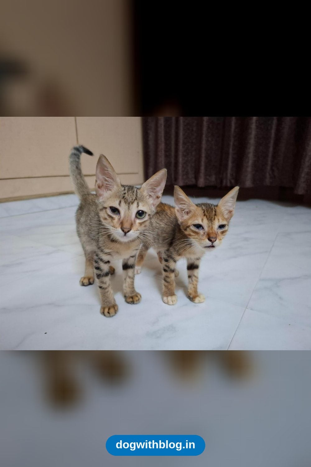 Two Playful Two-Month-Old Kittens Would Love to Be Adopted Together — Chennai