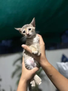 A Forty-Day-Old Kitten Found Alone In A Park Needs A Foster Or Home