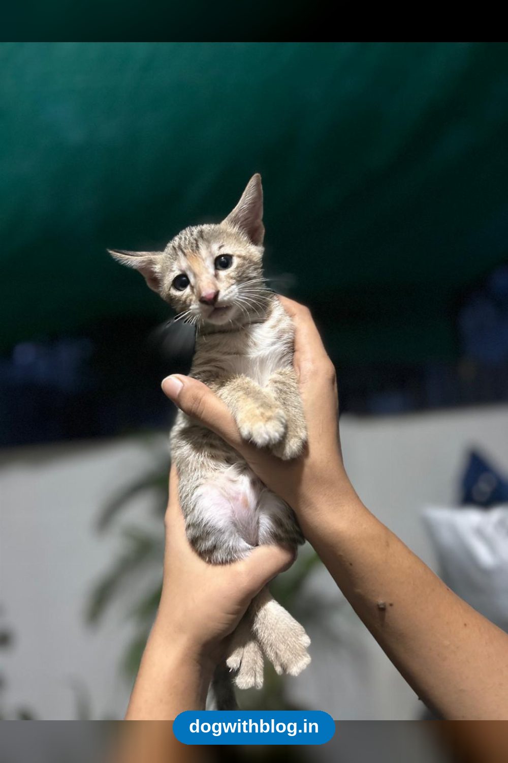 A Forty-Day-Old Kitten Found Alone In A Park Needs A Foster Or Home — Delhi NCR