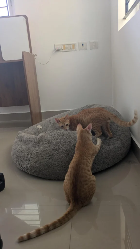 Looking for a forever home / long-term foster for this bonded pair - pet for adoption in Bengaluru