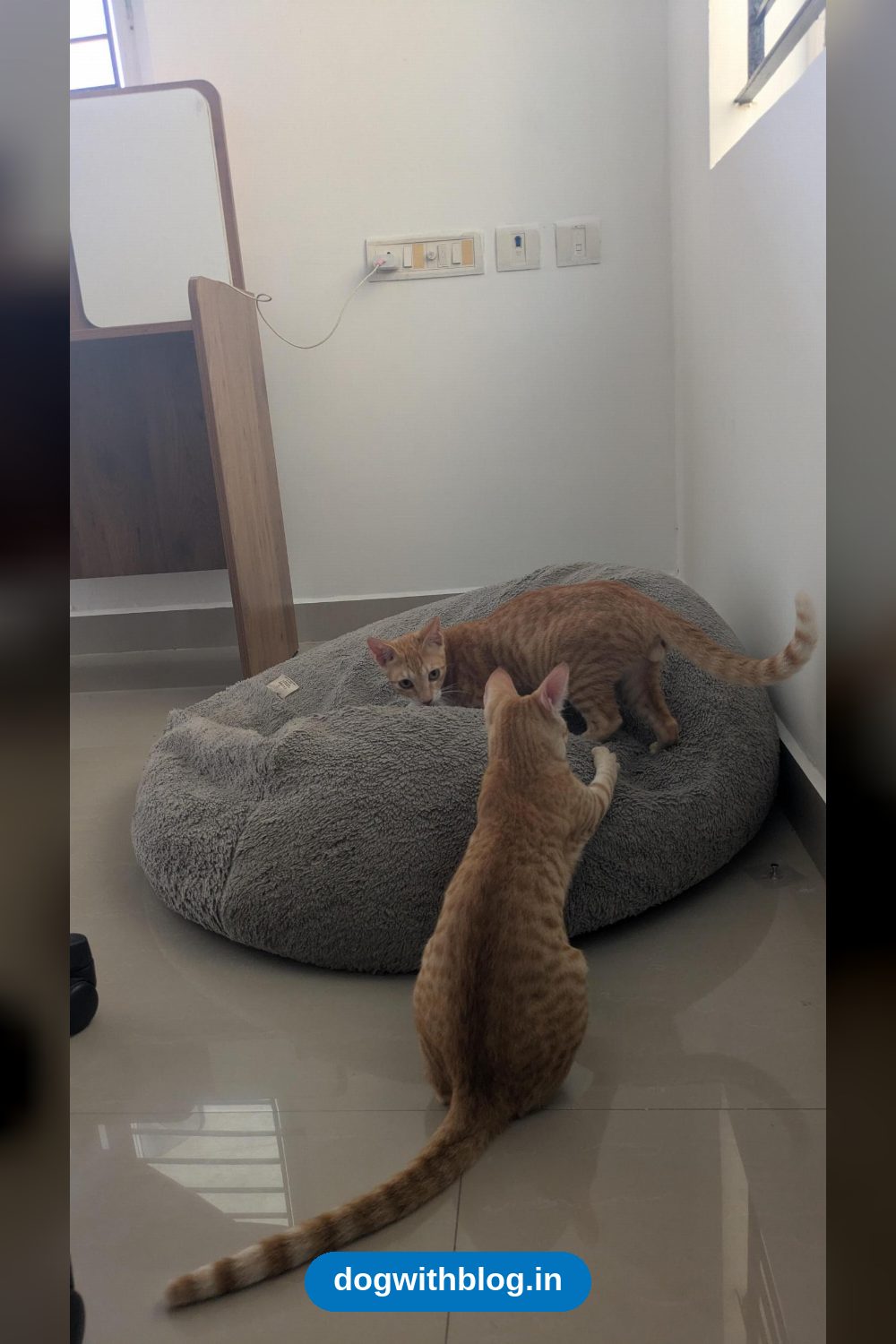 Two Bonded Kittens, Rescued Together, Need a Home — Bengaluru