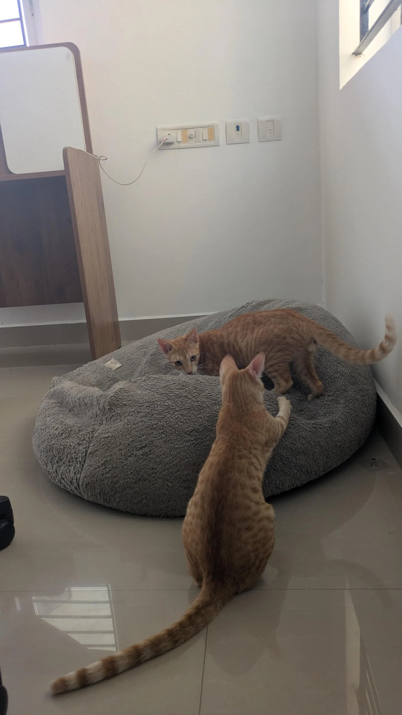 Two Bonded Kittens, Rescued Together, Need a Home — Bengaluru