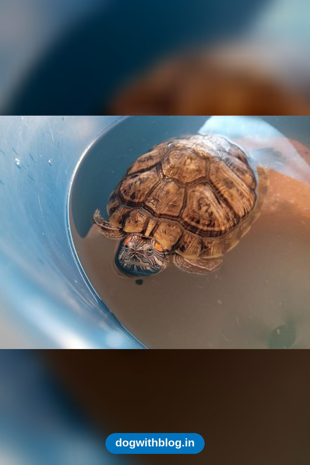 Alexander, a Turtle Who Needs a 75-Gallon Tank and a Patient Owner — Mumbai