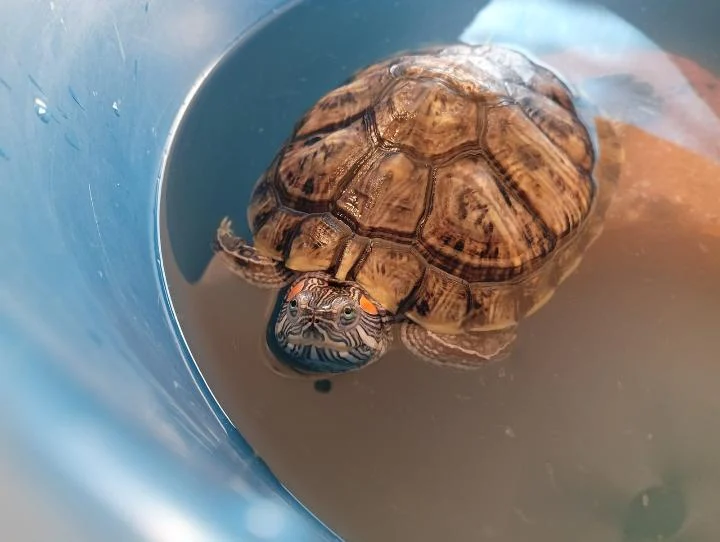 Alexander, a Turtle Who Needs a 75-Gallon Tank and a Patient Owner — Mumbai