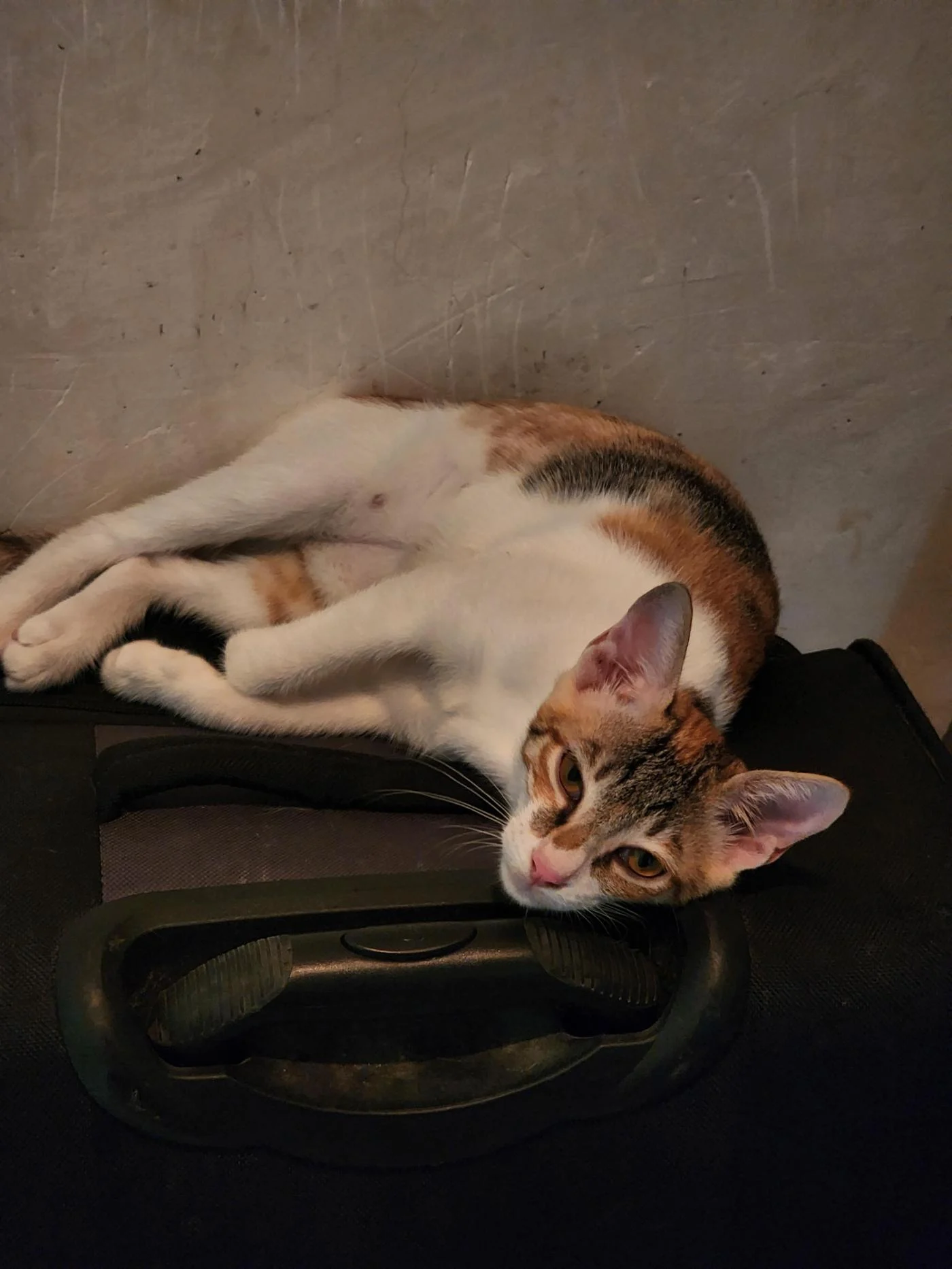 A calico cat with a missing front paw resting on a suitcase handle