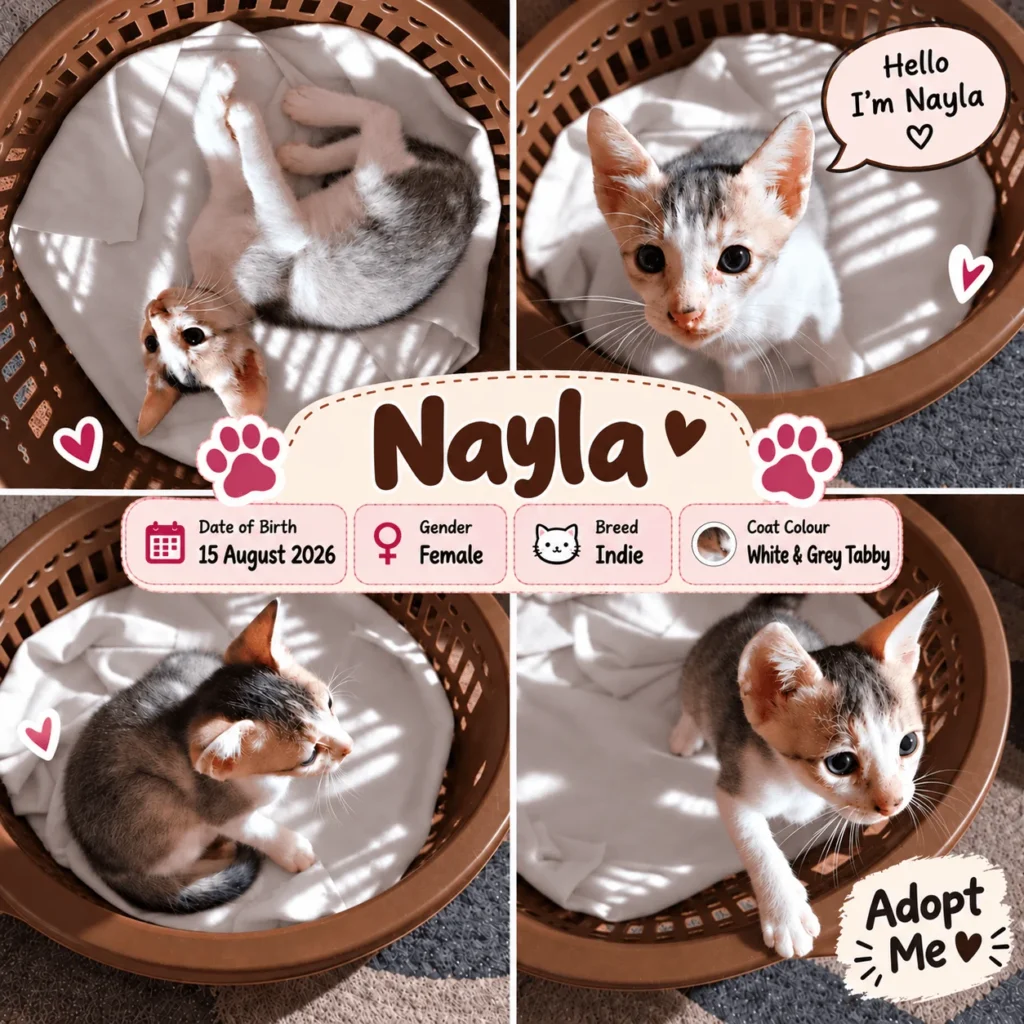 An adoption poster for Nayla, a white-and-grey tabby kitten resting in a laundry basket, born 15 August 2026 — Gaya