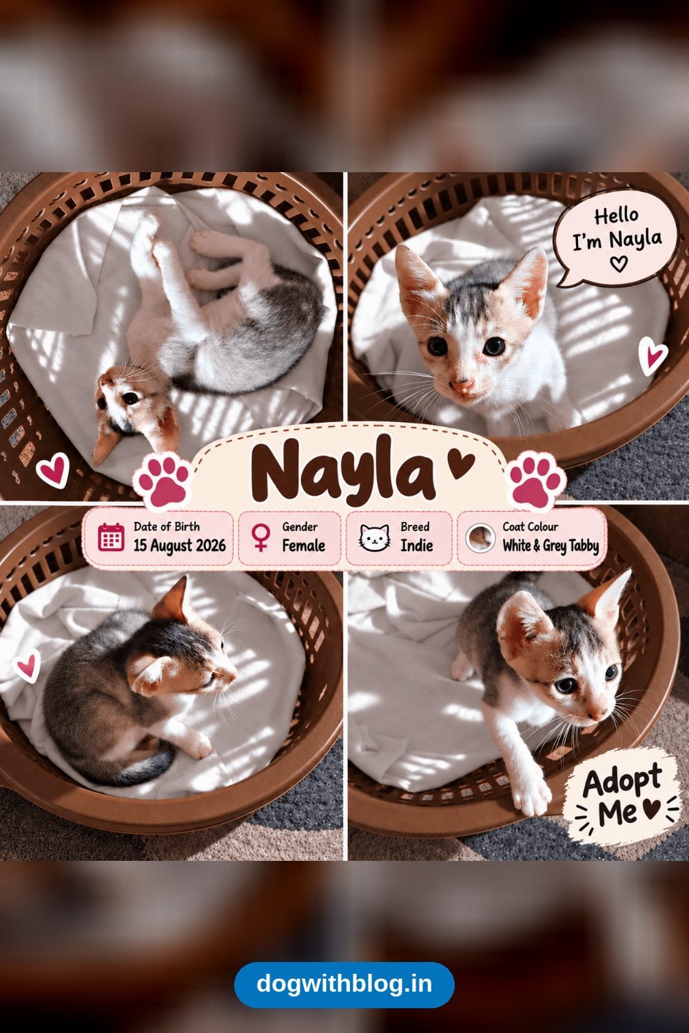 Nayla, a Playful White-and-Grey Kitten, Is Up for Adoption — Gaya