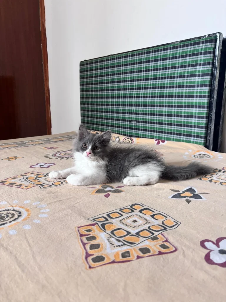 A fluffy grey-and-white kitten lying on a patterned bedsheet in front of a green plaid headboard