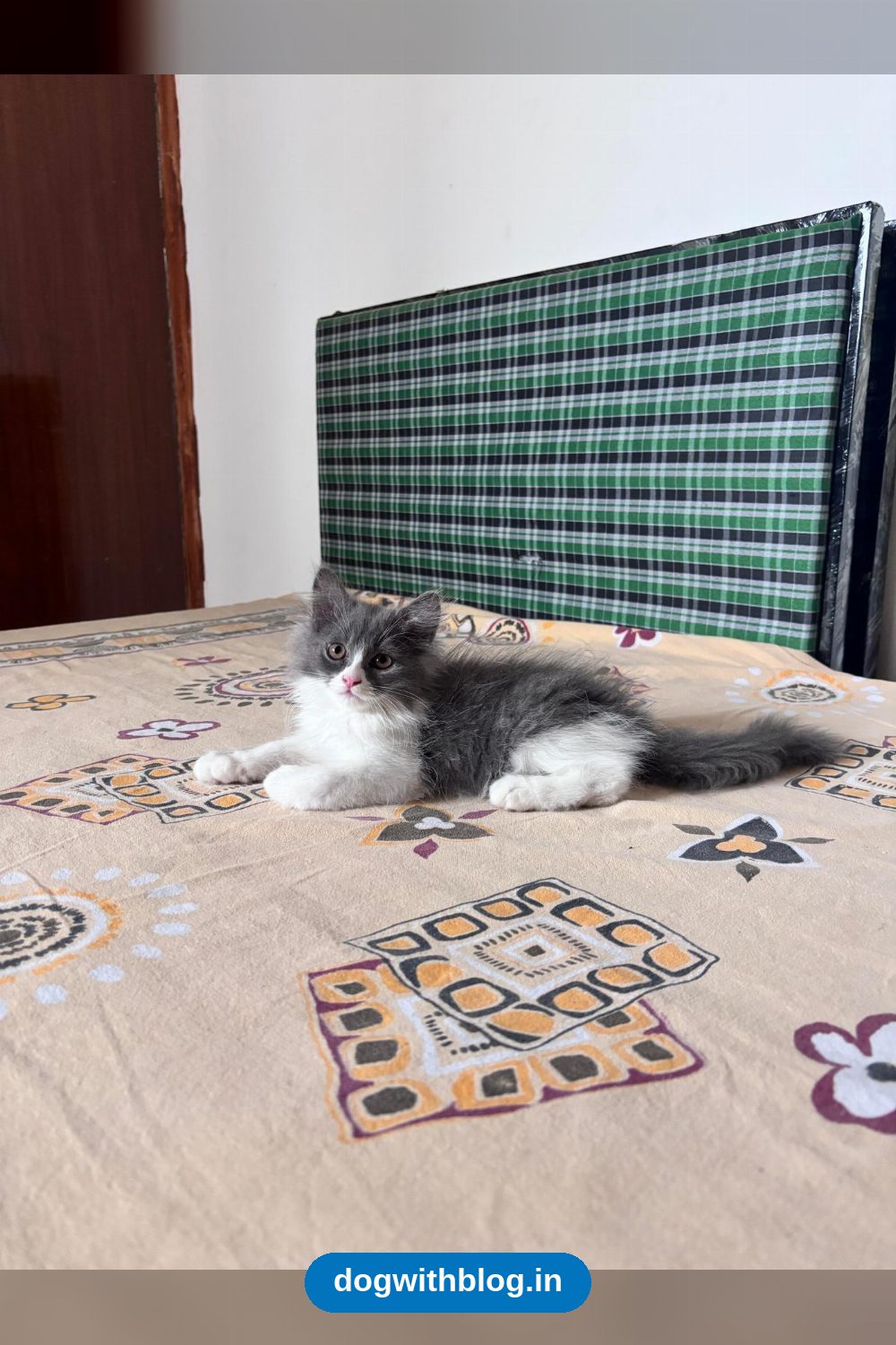 A Doctor’s Persian Kitten Needs a New Home — Delhi NCR