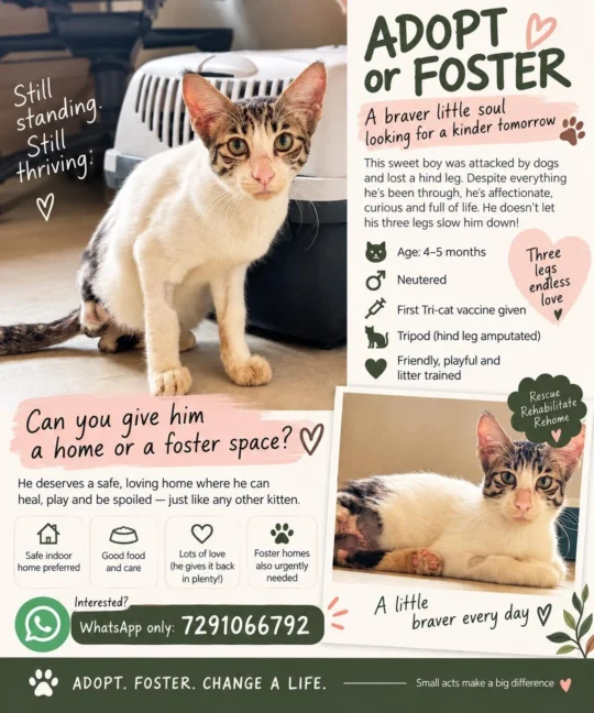Oggy, a Tripod Kitten After a Dog Attack, Needs a Home, adoptable cat in Delhi NCR