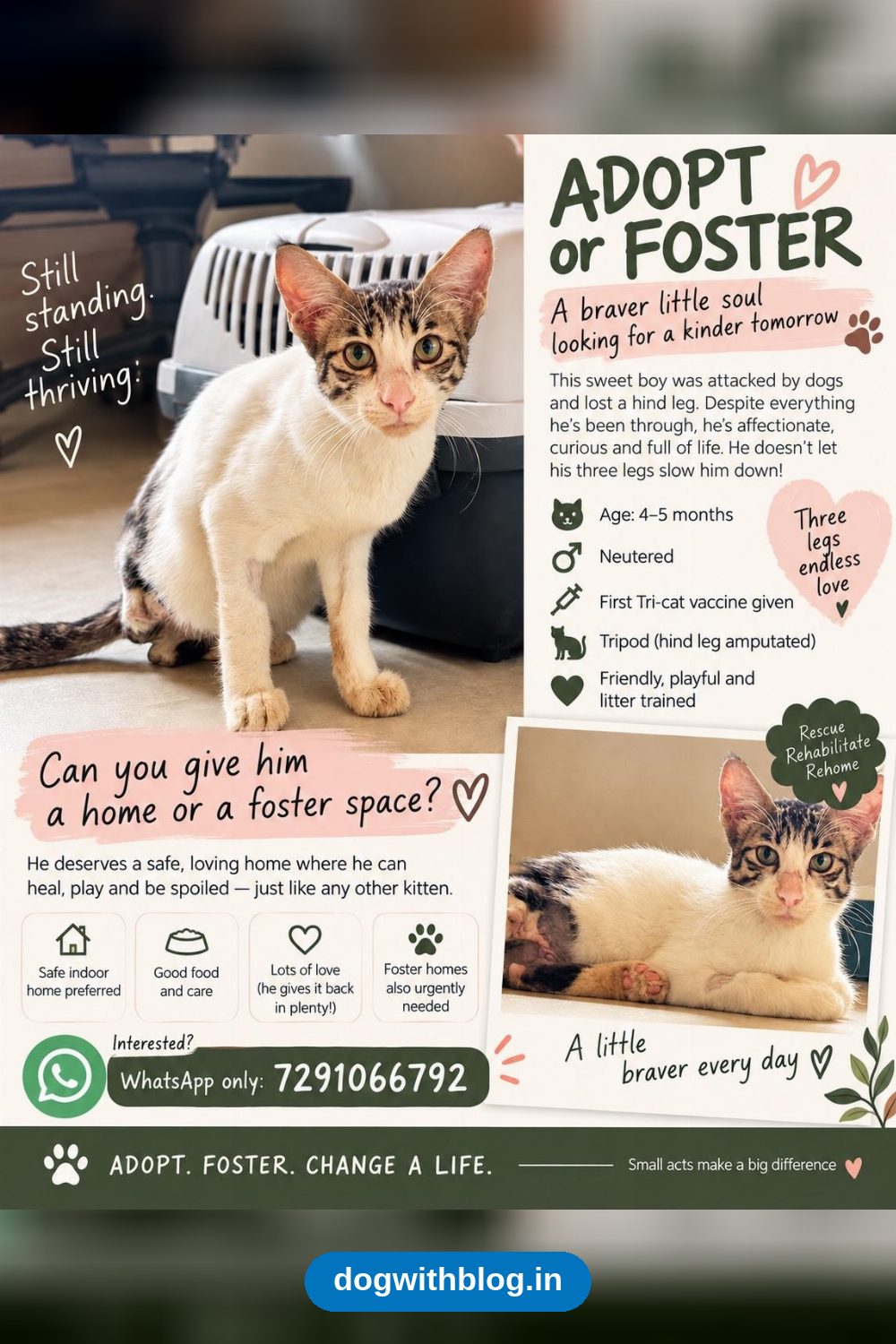 Oggy, a Tripod Kitten After a Dog Attack, Needs a Home — Delhi NCR