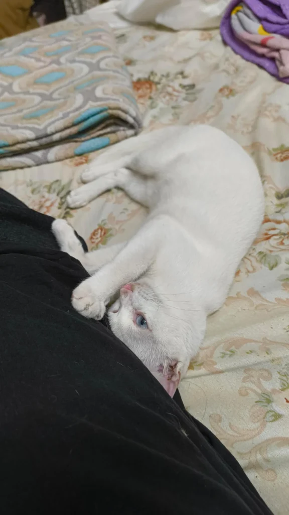 Snow, a white cat with striking blue eyes, curled up on a bed
