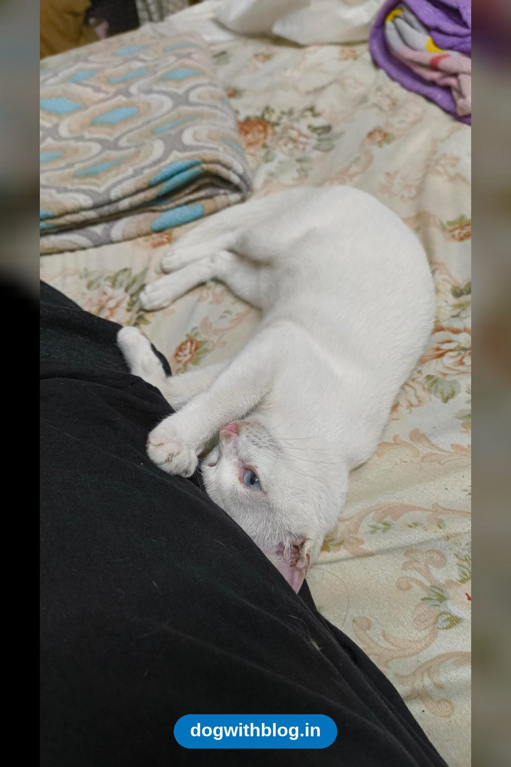 Snow, a Blue-Eyed Five-Month-Old Cat, Needs a New Home — Pune