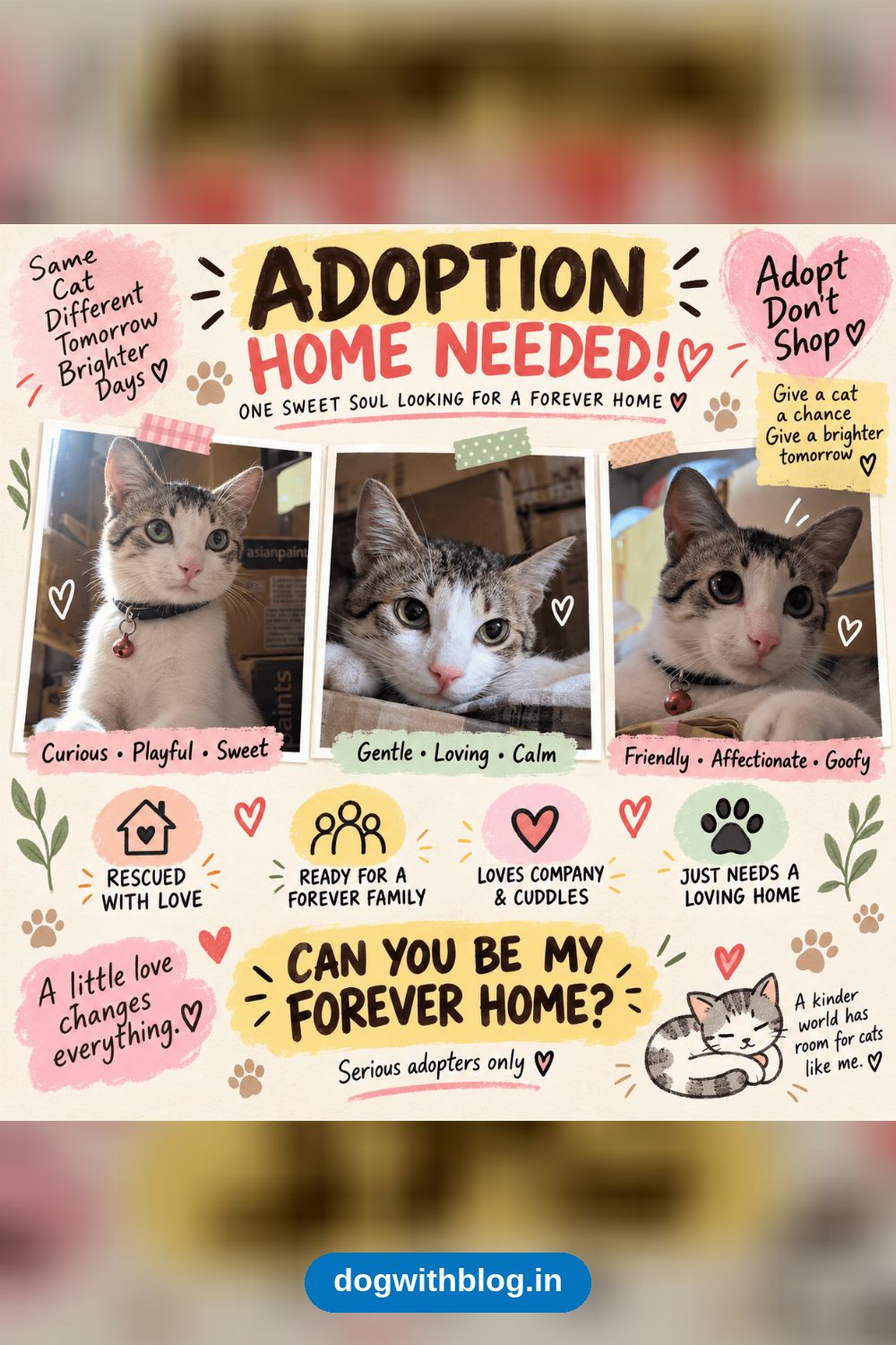 Marco, a Playful Rescue Cat, Needs a Foster or Forever Home — Bengaluru