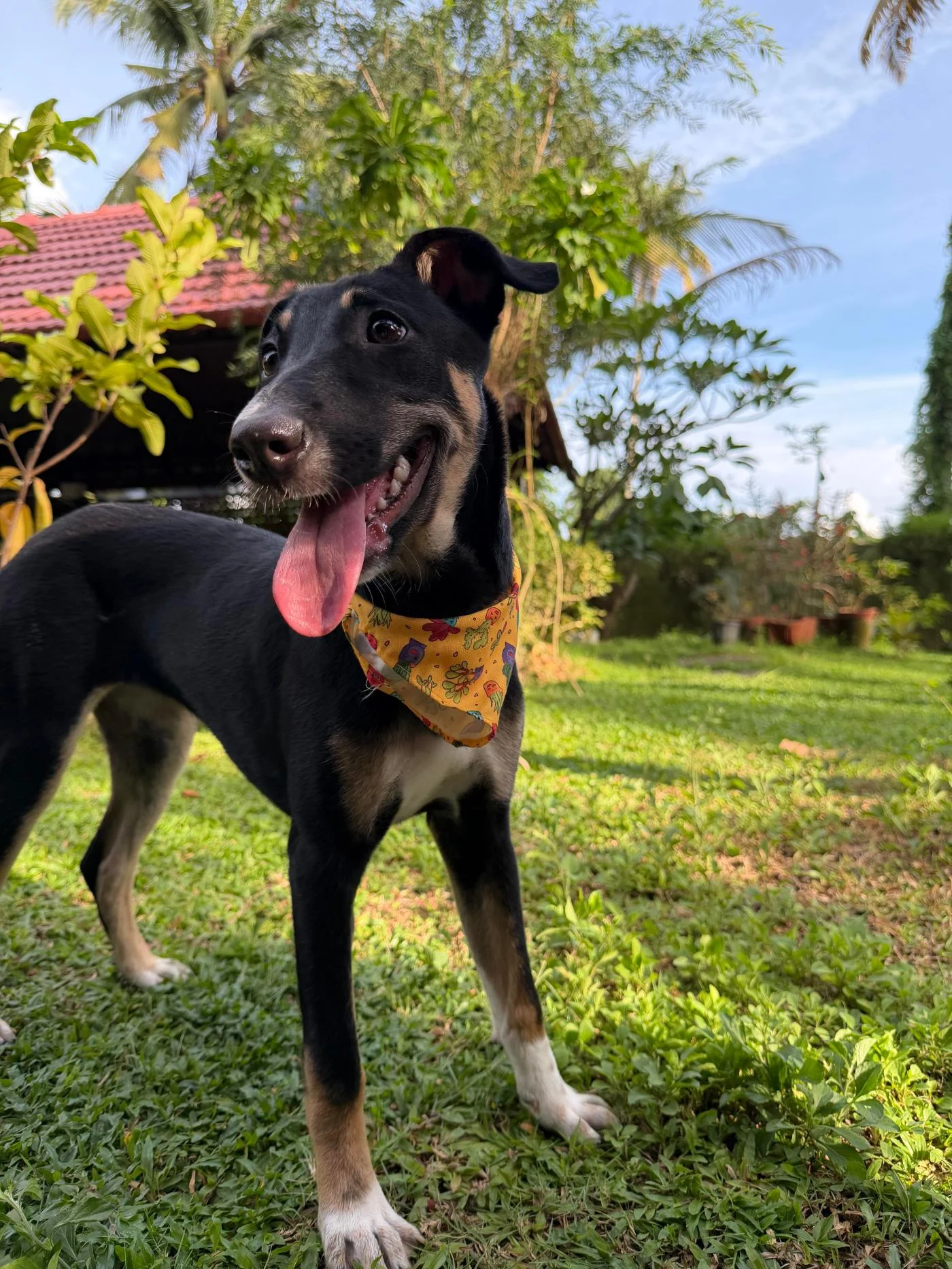 Elsa, Coco and Moana, Three Rescued Indie Pups in Bengaluru