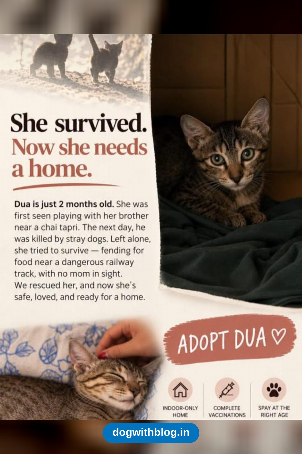 Dua, a Two-Month-Old Kitten Who Survived Alone Near the Tracks, Needs a Home — Delhi NCR