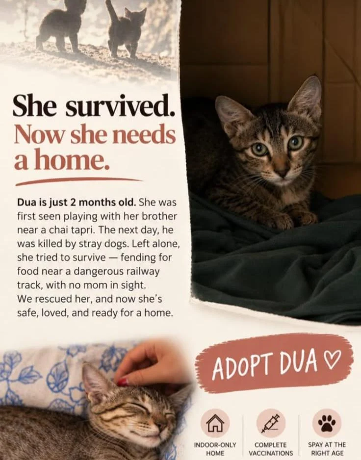Adoption poster for Dua, a two-month-old tabby kitten, being gently held by a rescuer's hand — Delhi NCR