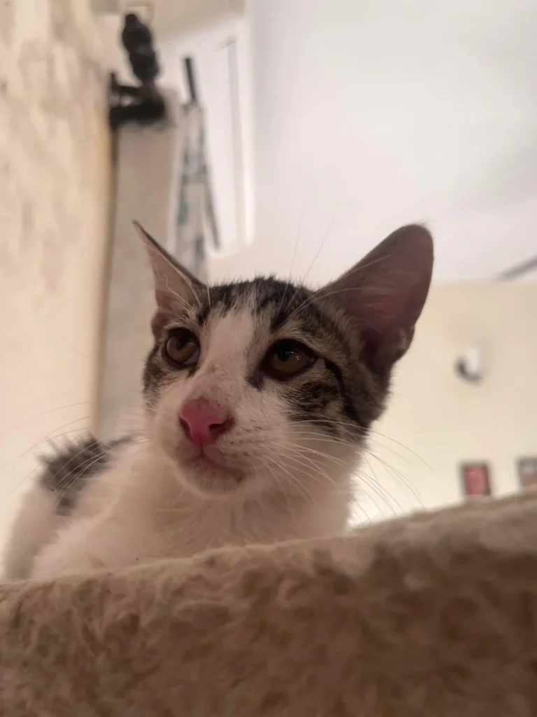 A tabby-and-white kitten peers over the edge of a scratching post β Rudy, a 2.5-month-old kitten up for adoption in Delhi NCR