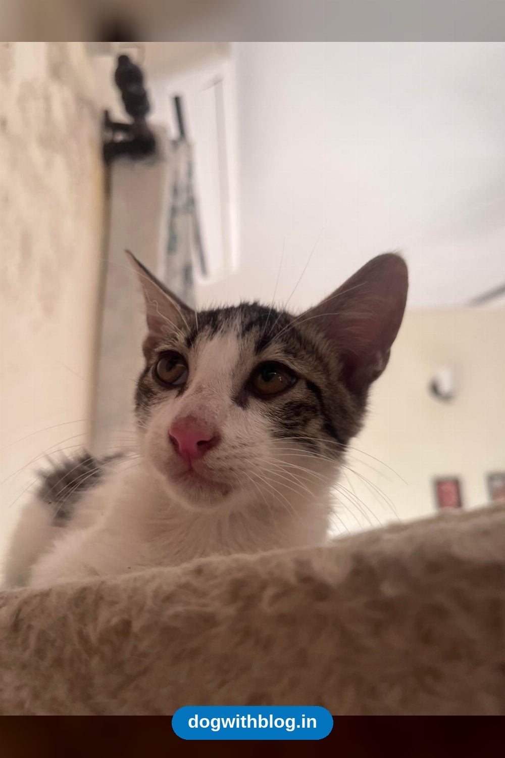 Rudy, a Playful 2.5-Month-Old Kitten Ready for His Forever Family β Delhi NCR