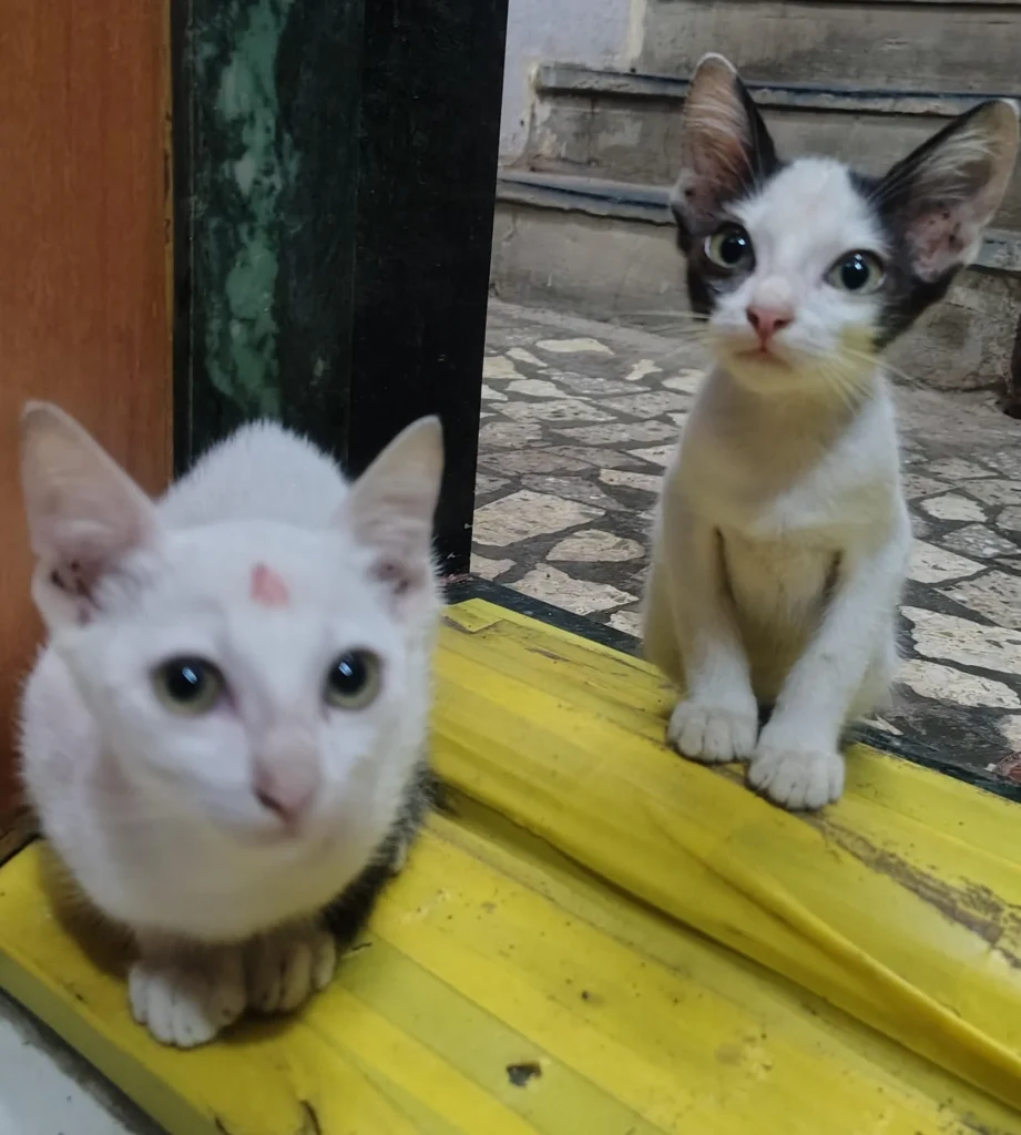 Two kittens, one white and one white-and-tan, sitting on an outdoor step in Vikhroli, Mumbai, up for adoption