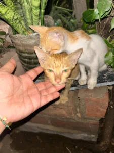 Two Bonded Kittens, About 2β3 Months Old, Need One Home Together