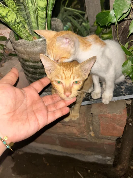 Two Bonded Kittens, About 2–3 Months Old, Need One Home Together, adoptable cat in Delhi NCR