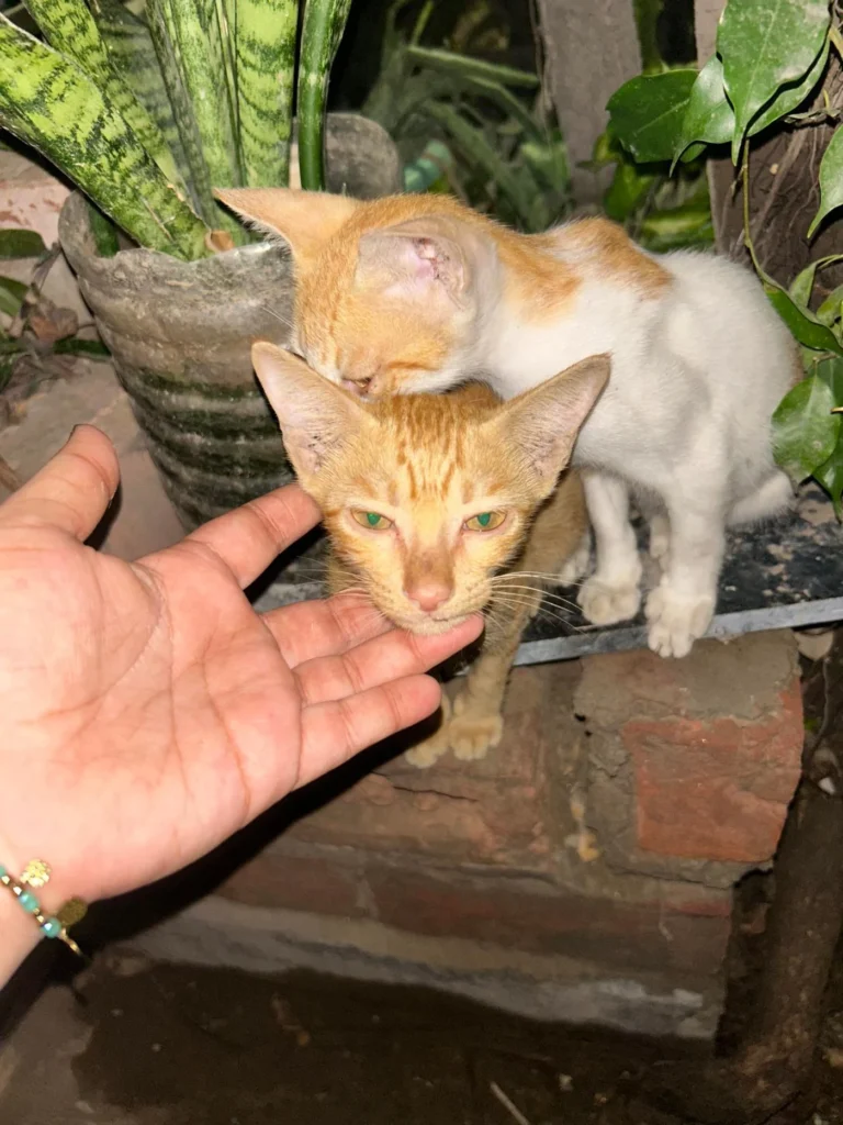 A rescuer's hand cups the chin of a ginger kitten while its ginger-and-white sibling looks on outdoors in Delhi NCR