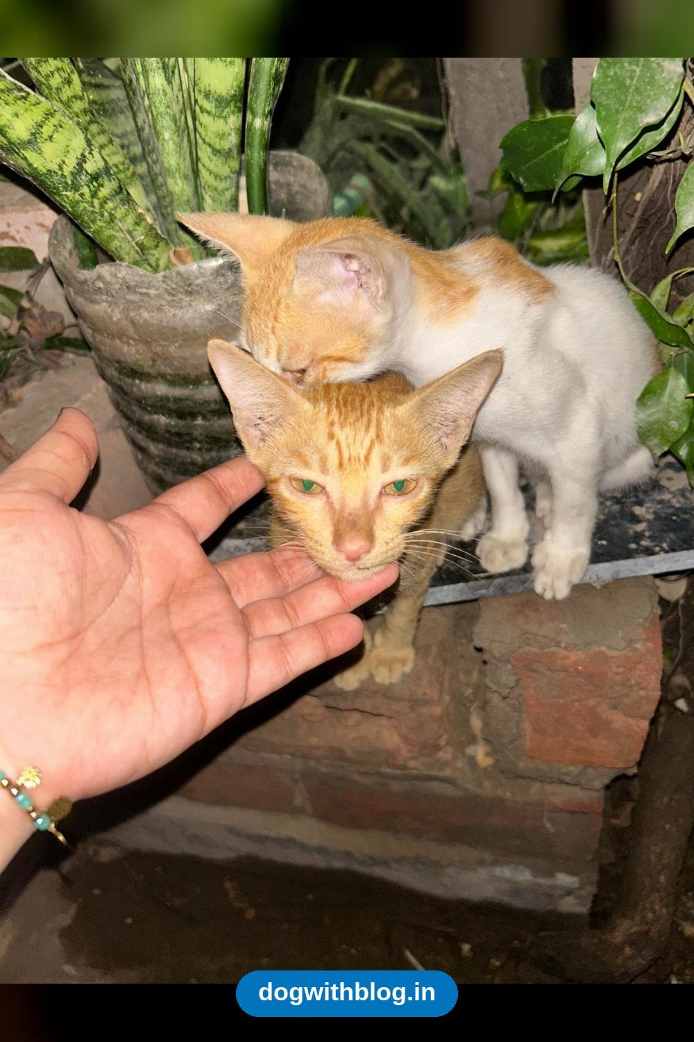 Two Bonded Kittens, About 2–3 Months Old, Need One Home Together — Delhi NCR