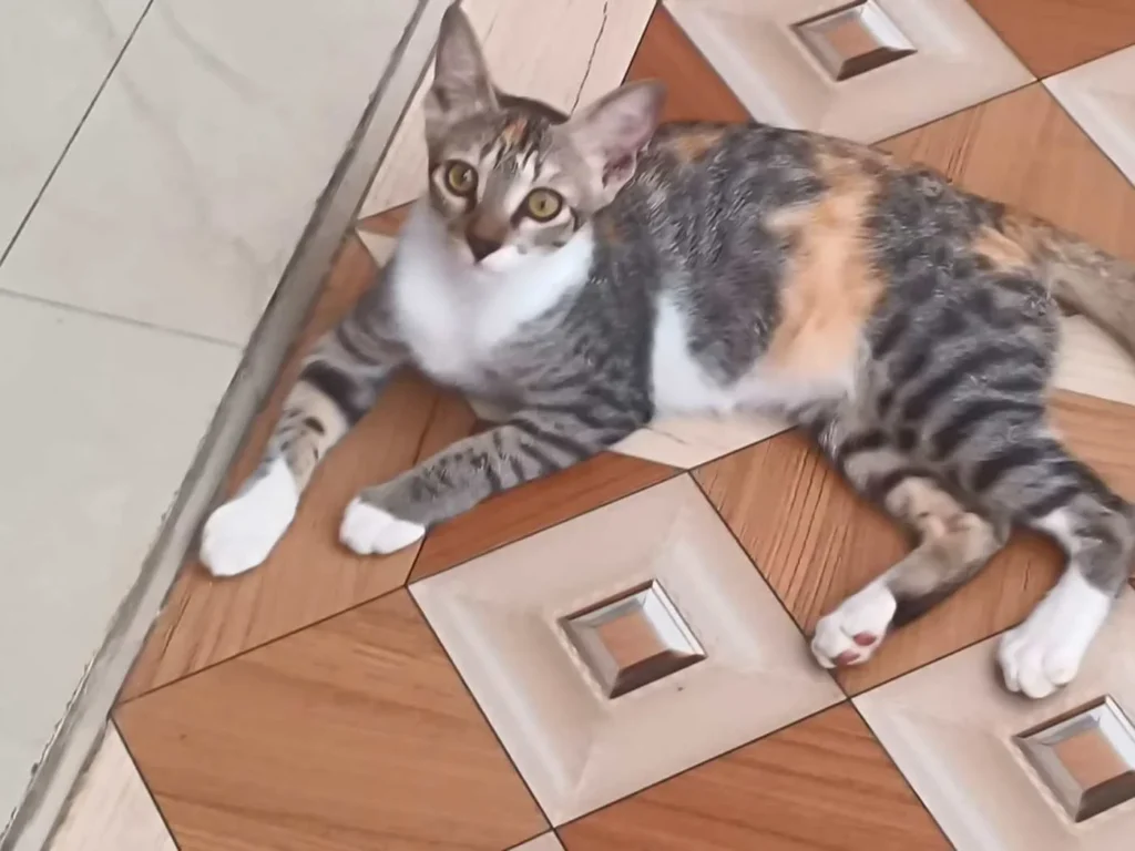 Four Lucknow kittens, now several weeks older, photographed together on the floor