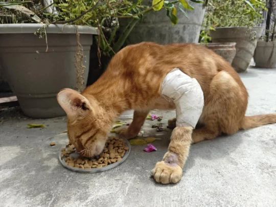 A Quiet Stray Cat Recovering From Injuries Needs a Safe Home, adoptable cat in Delhi NCR