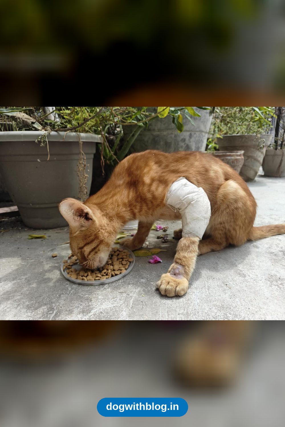 A Quiet Stray Cat Recovering From Injuries Needs a Safe Home — Delhi NCR