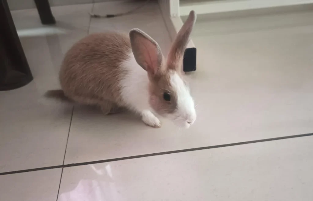 A tan and white rabbit with upright ears sitting on a tiled floor in Indore