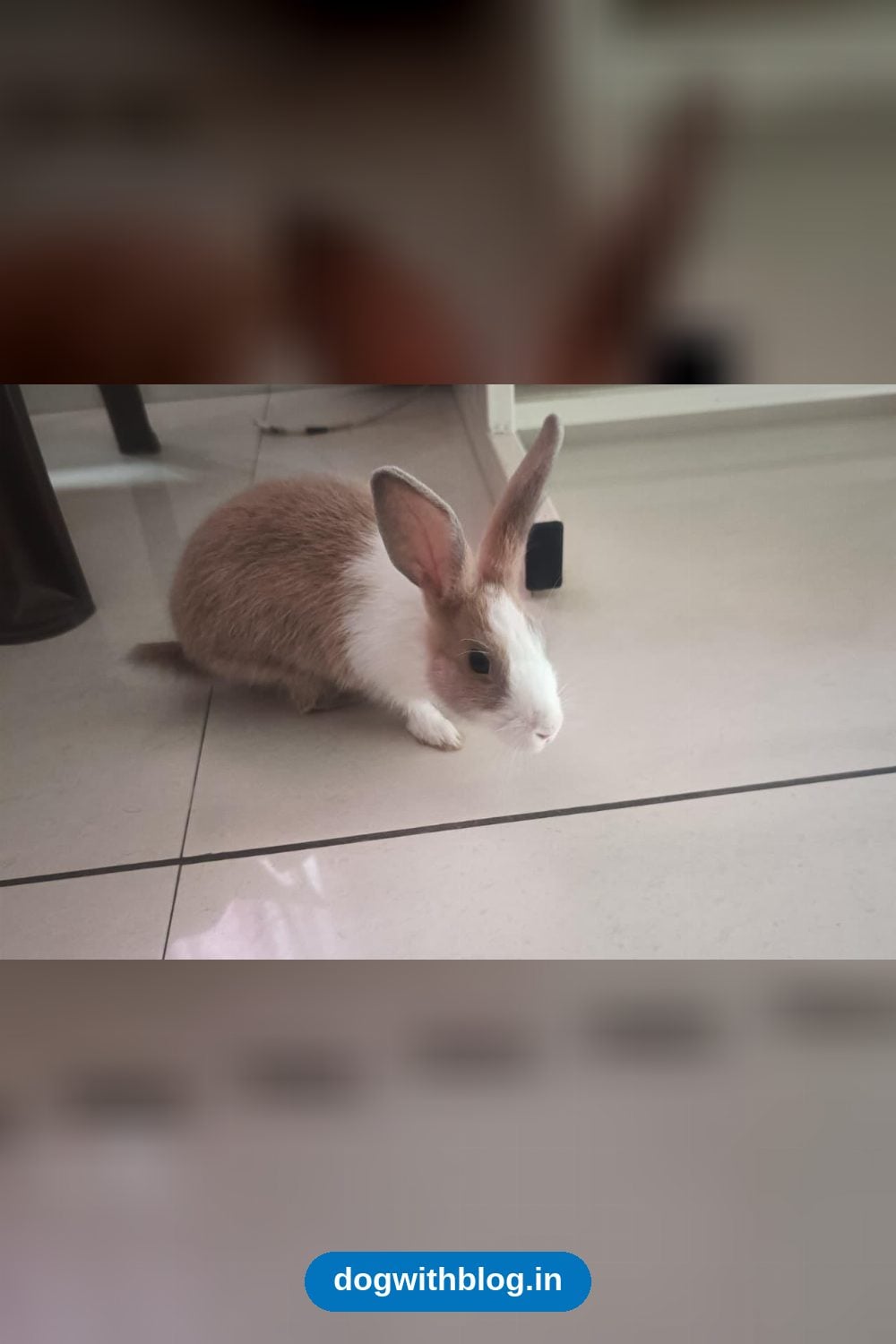 Three Young Rabbits in Indore Need a Home, Ideally Together