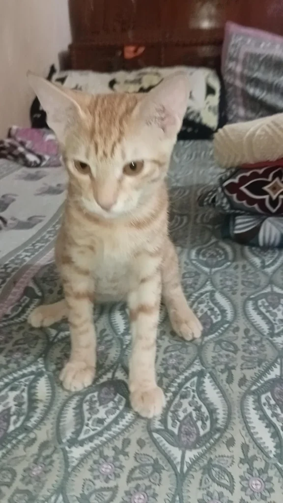 An orange kitten peeking out from under furniture, up for adoption in Delhi