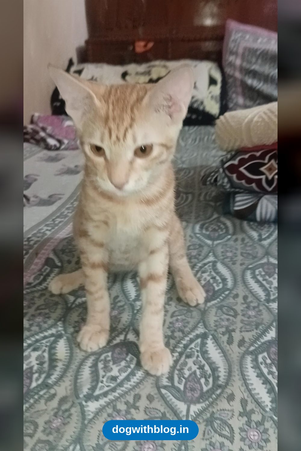 This Kitten in Delhi Urgently Needs a New Home