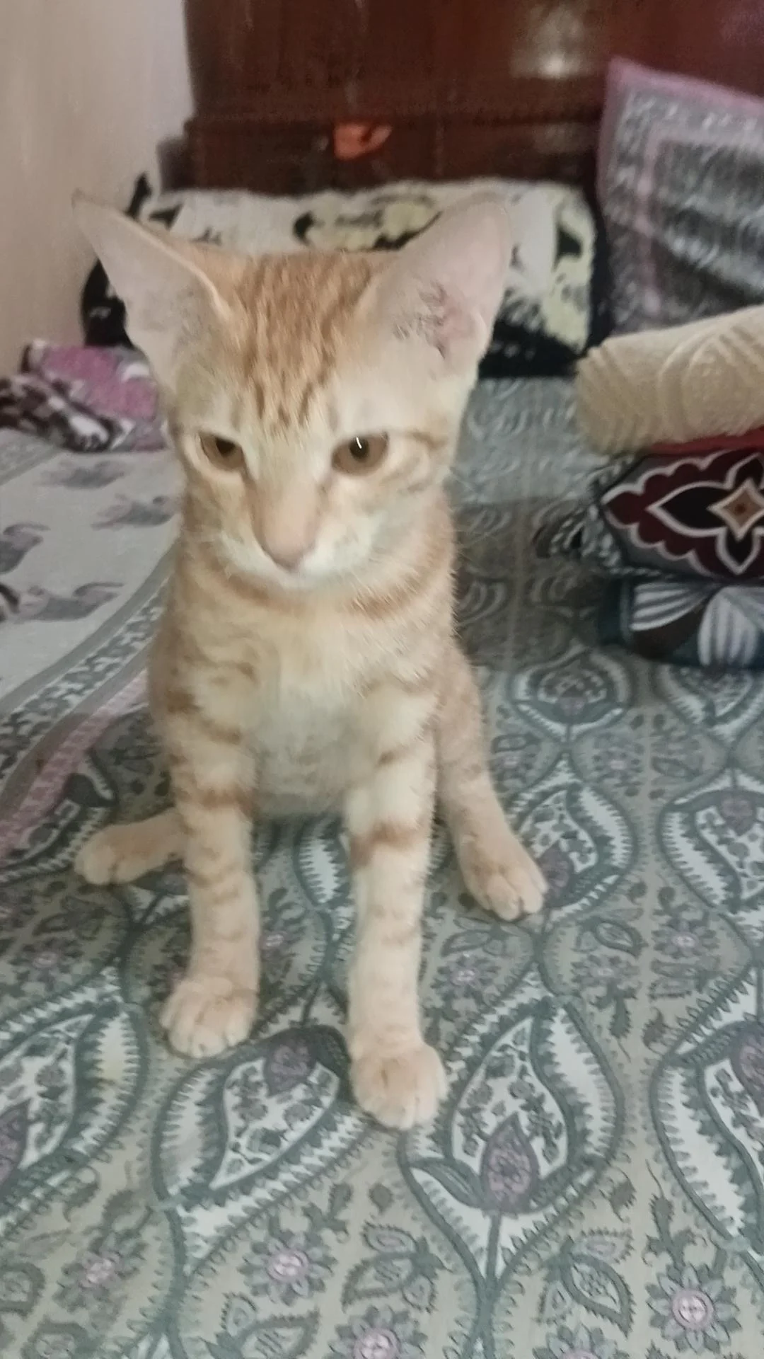 This Kitten in Delhi Urgently Needs a New Home in Delhi NCR