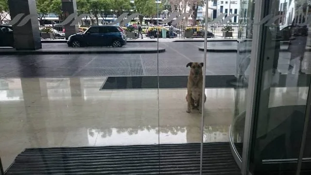 dog waits hotel
