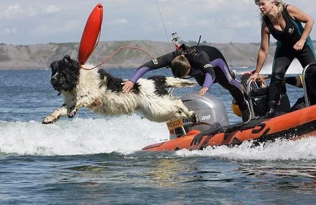 dog saves drowning