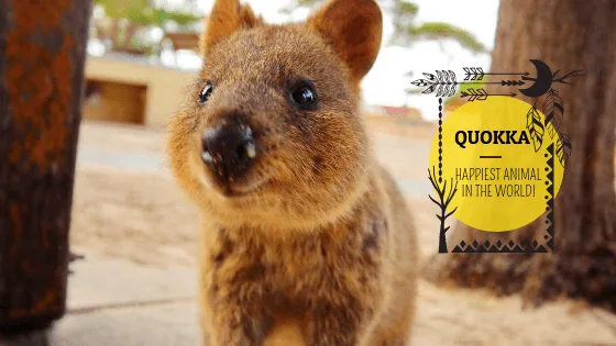 Why Quokka is the happiest animal in the world?