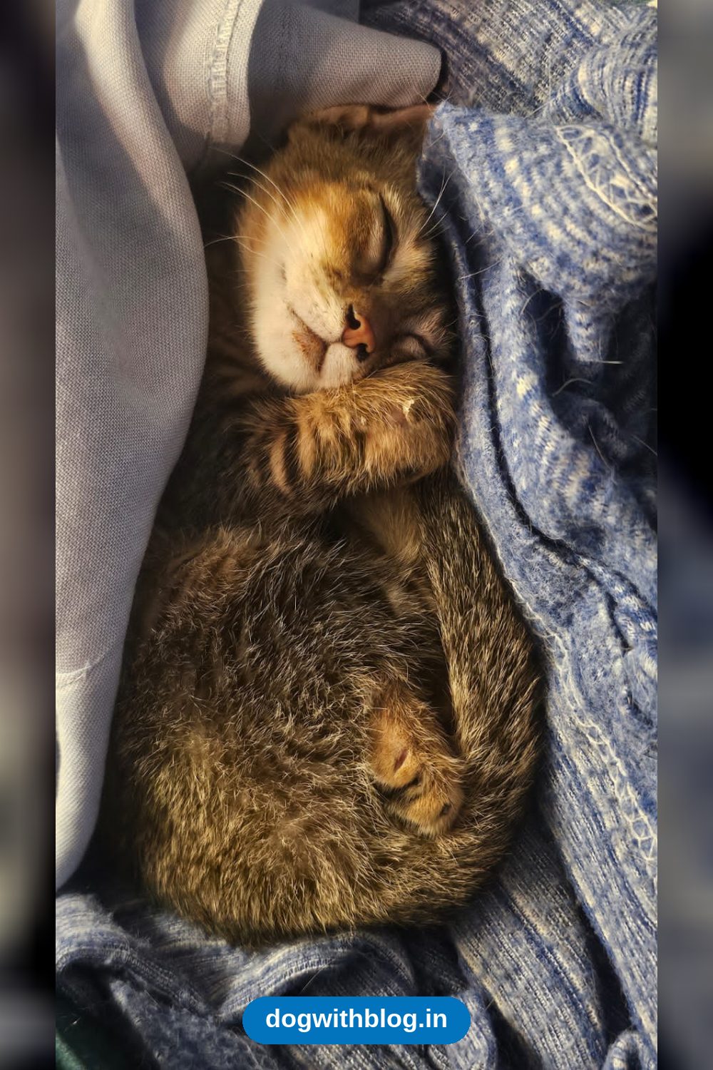 A Rescued Highway Kitten Needs a Home in Dadar — Mumbai