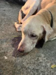 Found Dog Near Ayyanthole, Weak and Needing a Foster in Thrissur